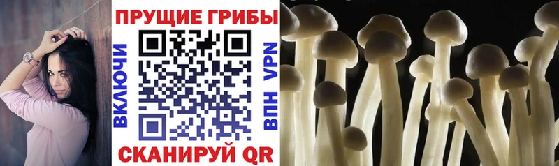 закладка  Полярные Зори  Псилоцибиновые грибы прущие грибы 